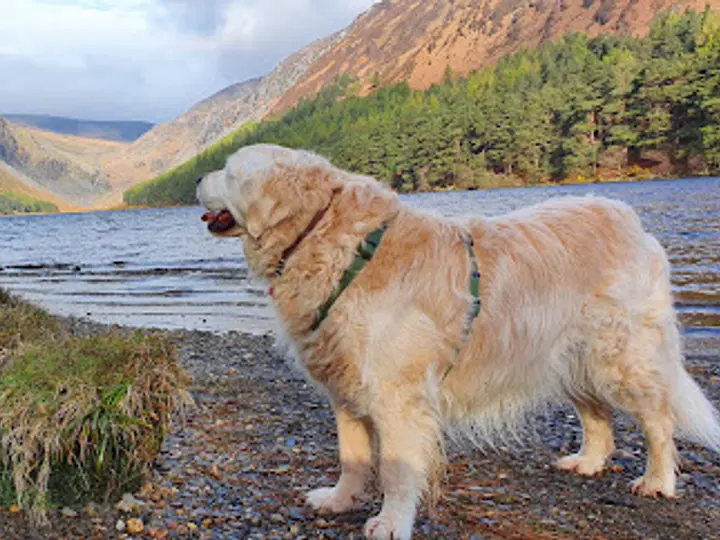 Glendalough Sanctuary in Laragh