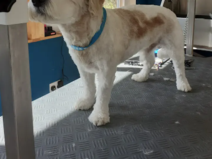 Happy Tails Grooming Service in Mountrath